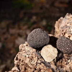 Black Truffle Tree — Pack of 5