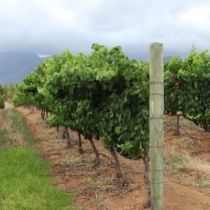 White Truffle Tree — Single